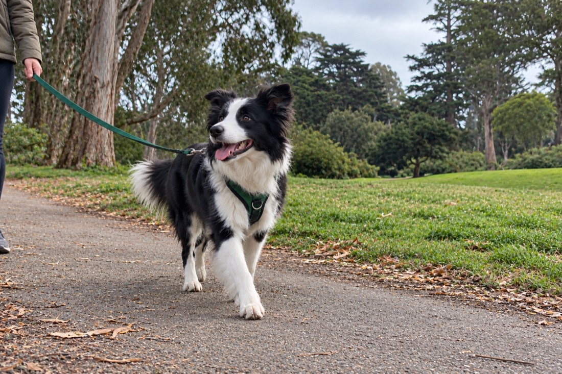 A border collie enjoying a green path in Golden Gate Park on a leash
